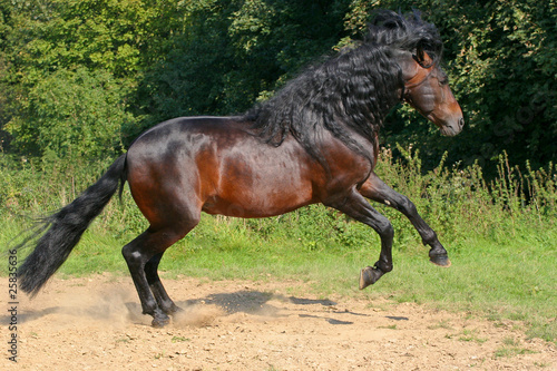 Wildes Pferd
