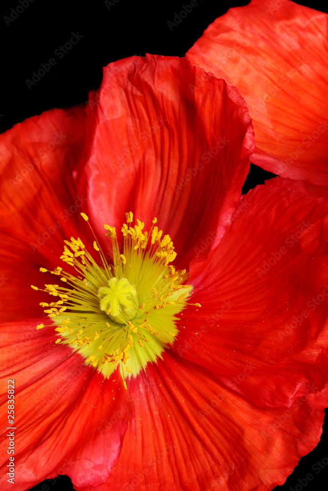 Closeup of red poppy Closeup of red poppy