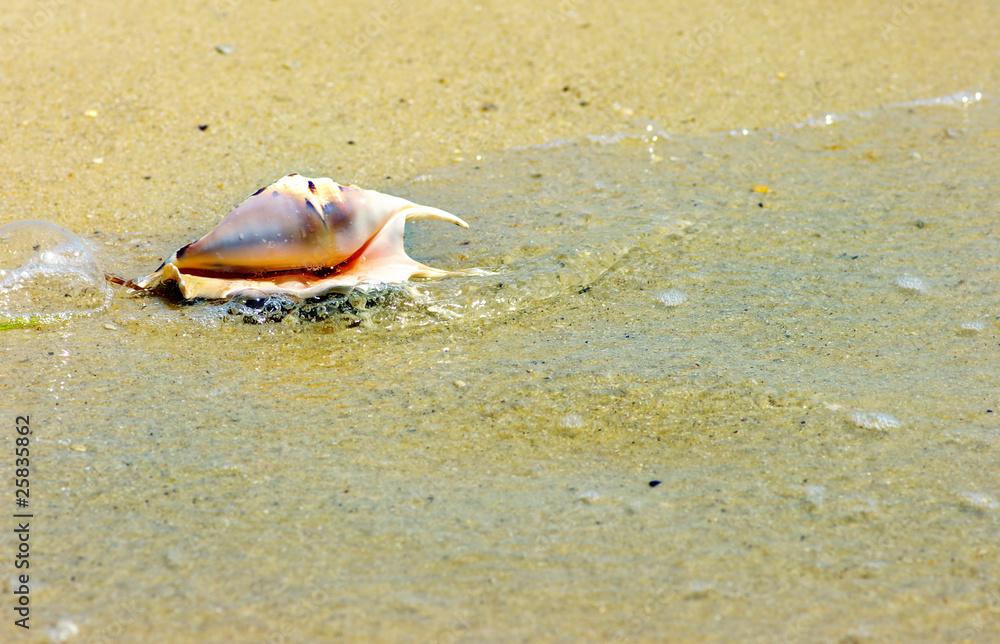Beach concept. Sea shell background. Beach concept. Sea shell background.