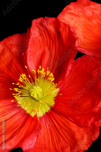 Closeup of red poppy