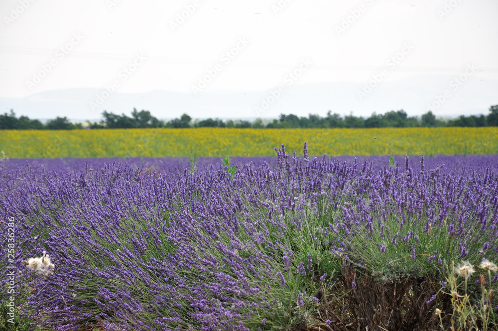 Obraz premium lavandes et tournesols 2