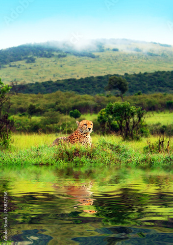 Photography Wild african cheetah