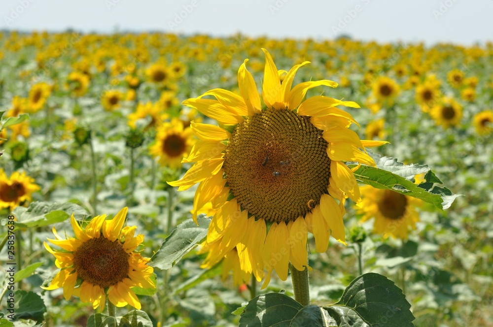 Obraz premium tournesols 1