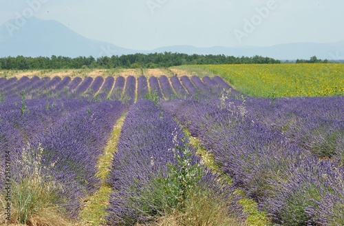 lavandes et tournesols 6