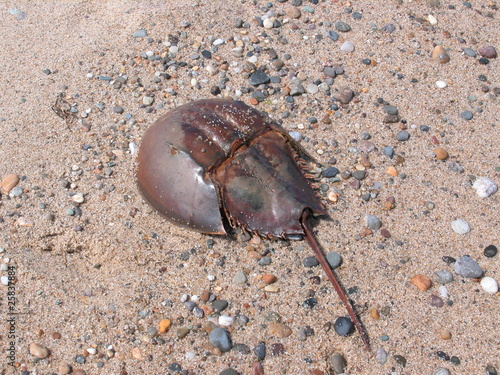 Crabe des Molluques photo
