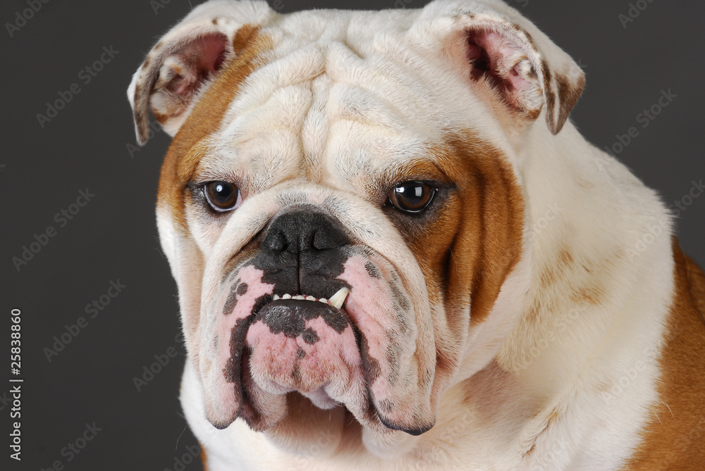 bulldog head portrait