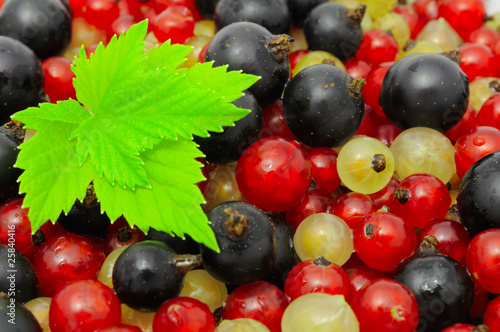 Black, Red And White Currants