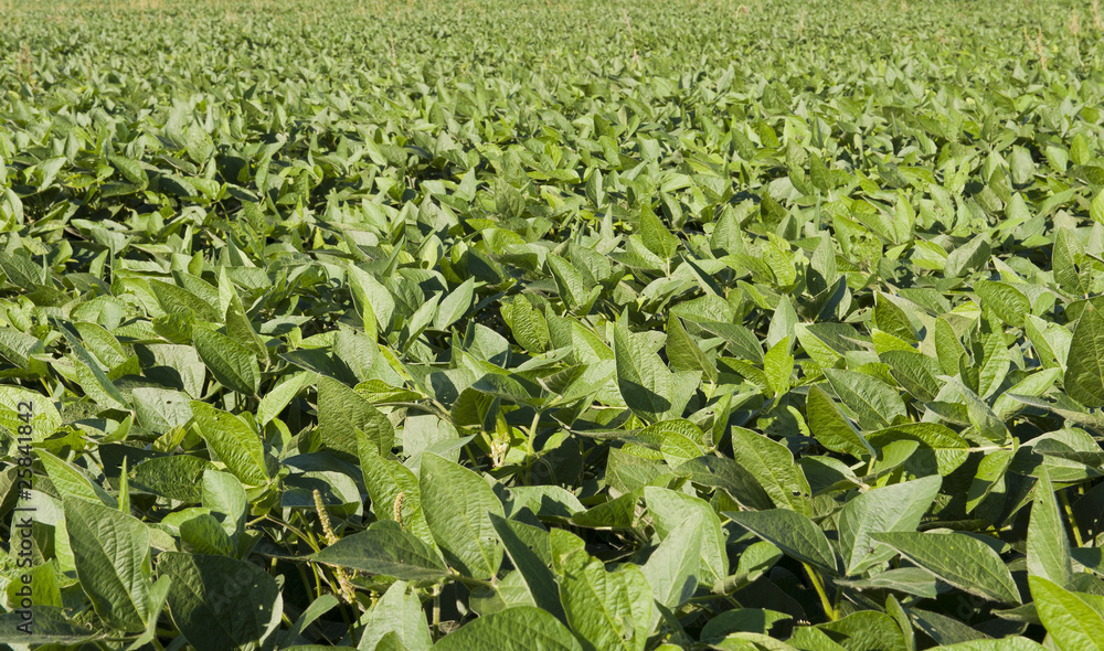 Green farm field Green farm field