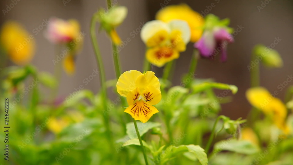 Violets Violets