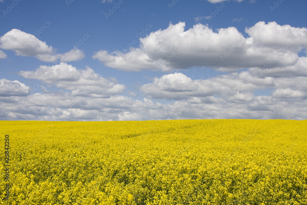 Yellow field rape in bloom with blue sky and white clouds Yellow field rape in bloom with blue sky and white clouds