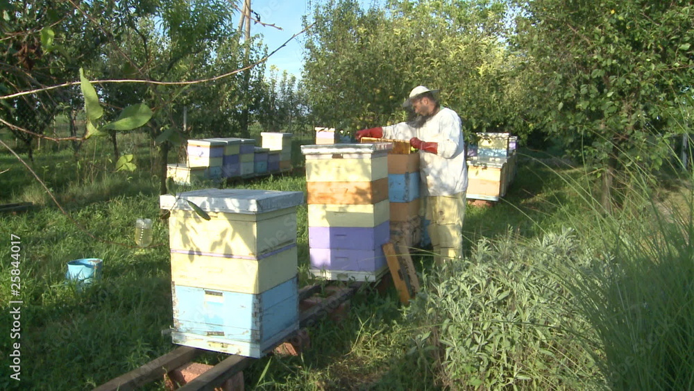 Beekeeper, bees in the hive Beekeeper, bees in the hive