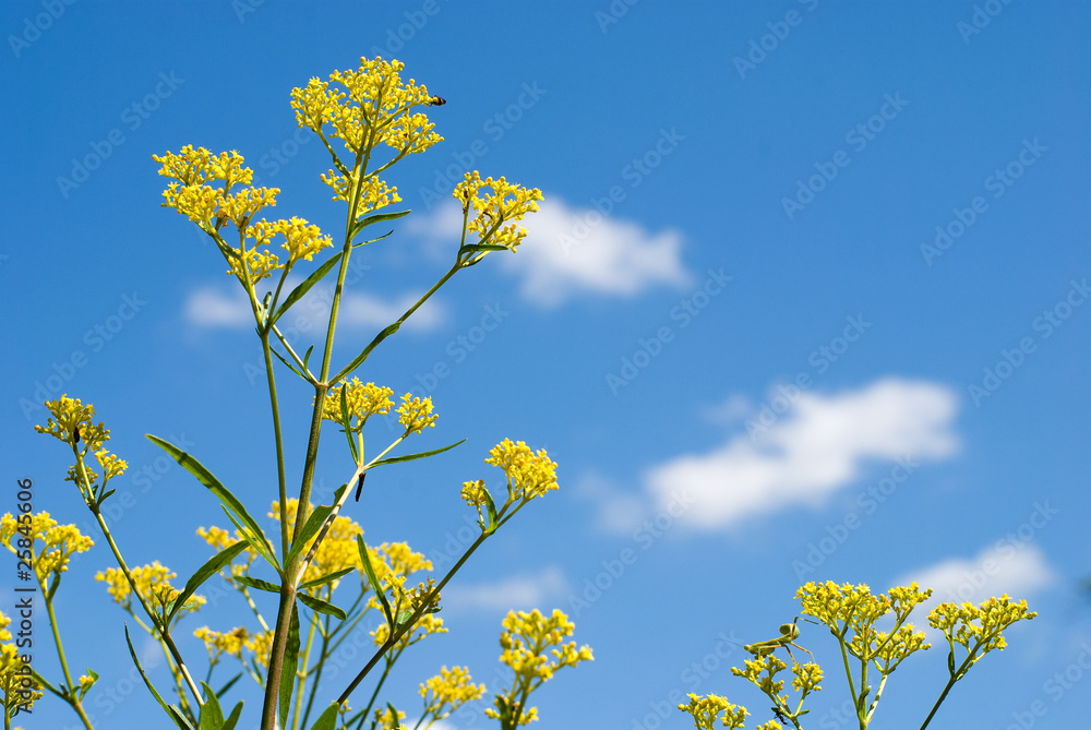 Obraz premium オミナエシの花と空