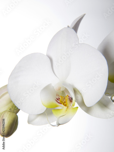 Fototapeta Naklejka Na Ścianę i Meble -  Weisse Orchideen