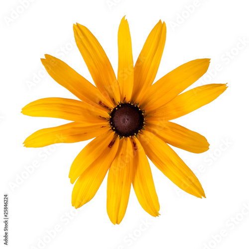 yellow rudbeckia