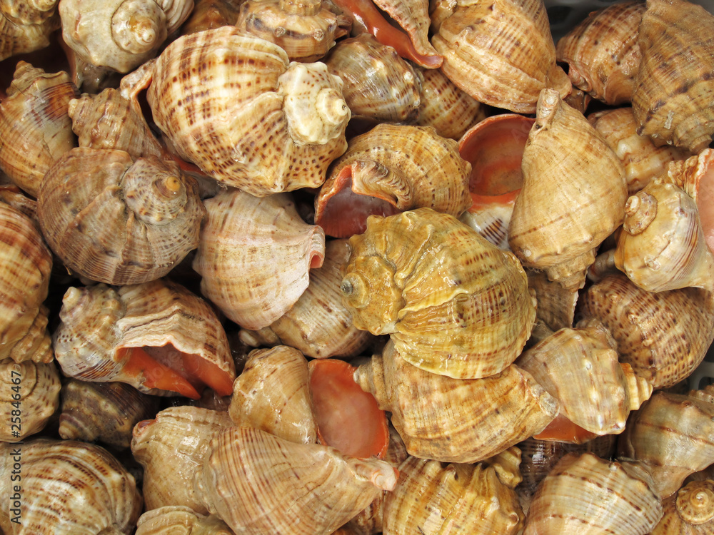 Background with set of seashells