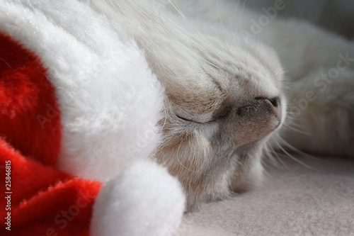 sleeping kitten wearing a santa hat
