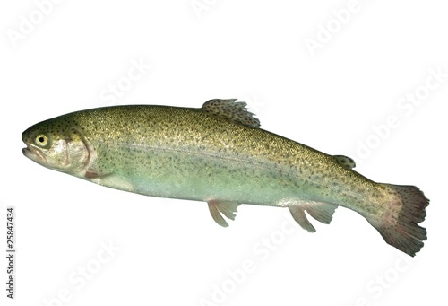 alive trout