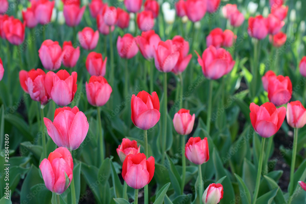 Tulips