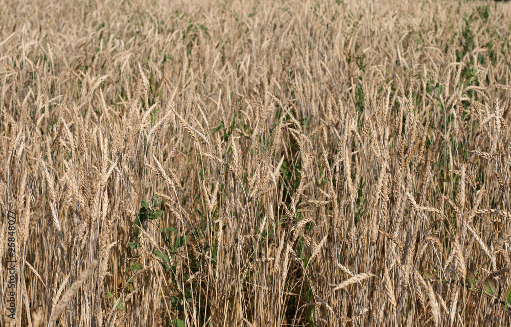 Fototapeta premium Wheat