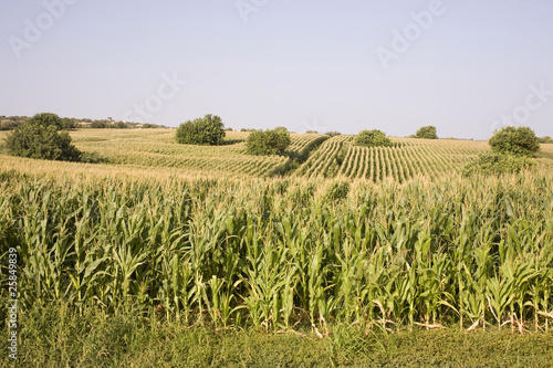 campo coltivato di mais