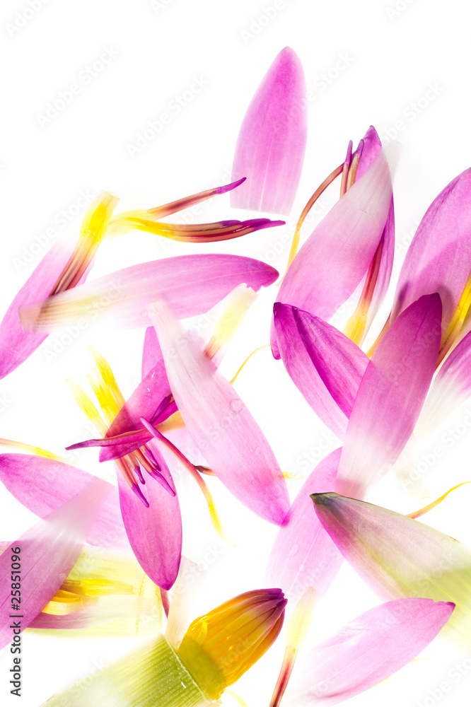 Lotus, isolated on white Lotus, isolated on white