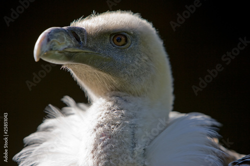 Gaensegeier, Gyps fulvus