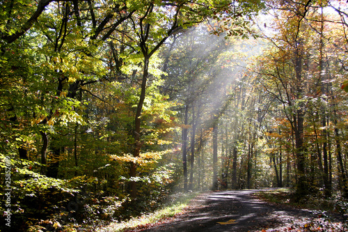 Morning sun rays falling through trees on ground