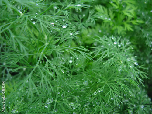 Growing dill with water drops in summer close-up
