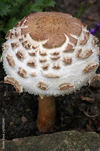 Schirmling, im Garten gefunden photo