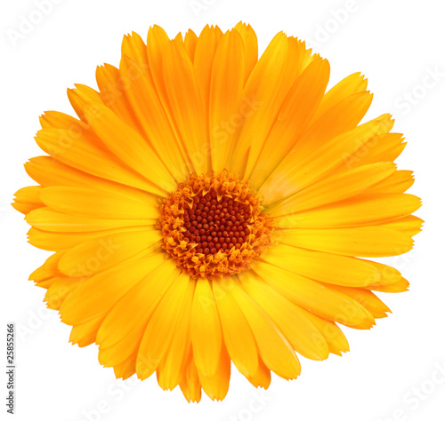 One orange flower of calendula