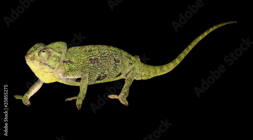 Chameleon isolated on black background