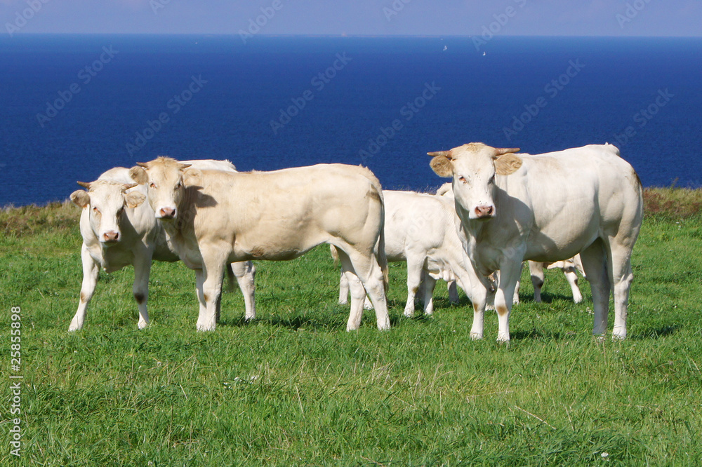 Les vaches (2)
