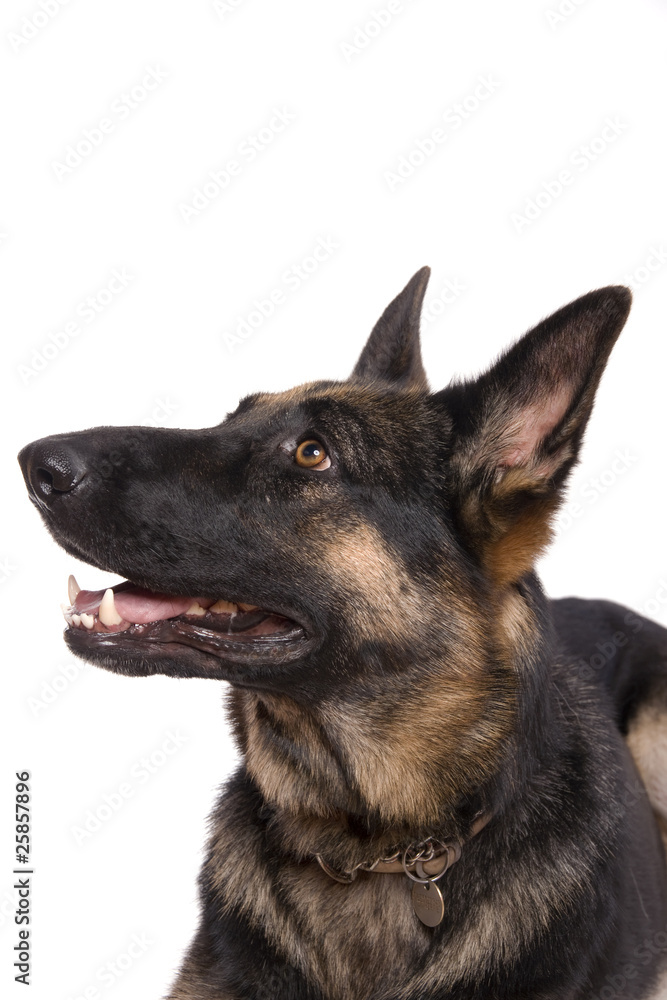 portrait d'une chienne berger allemand portrait d'une chienne berger allemand