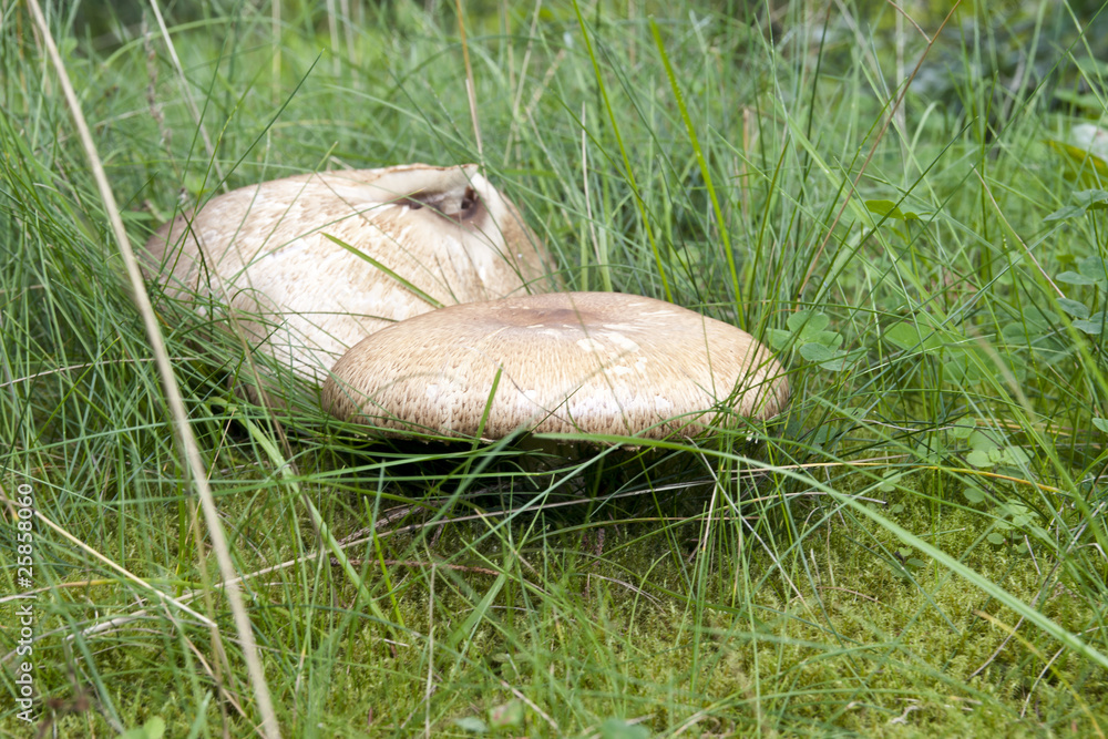 Obraz premium Riesenpilze