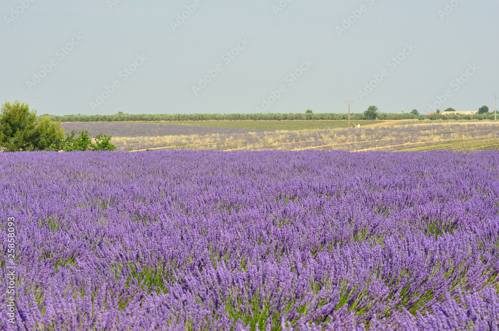 Fototapeta premium lavande en fleur 9