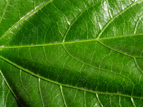 photosynthesis, green leaf