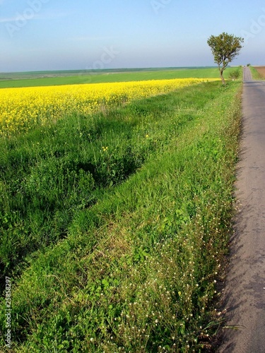 Country side near Negru Voda photo