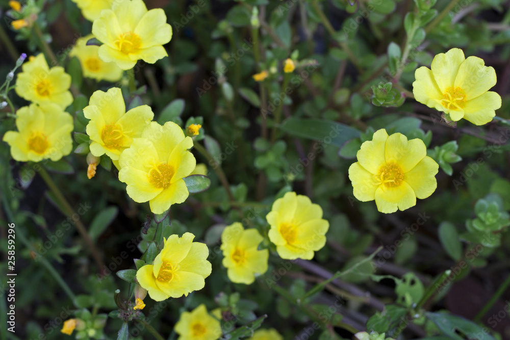 Obraz premium Yellow Portulaca Flowers