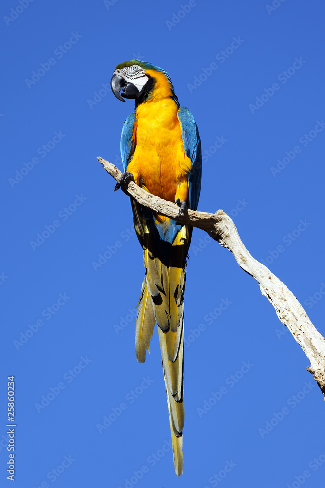 Obraz premium perroquet