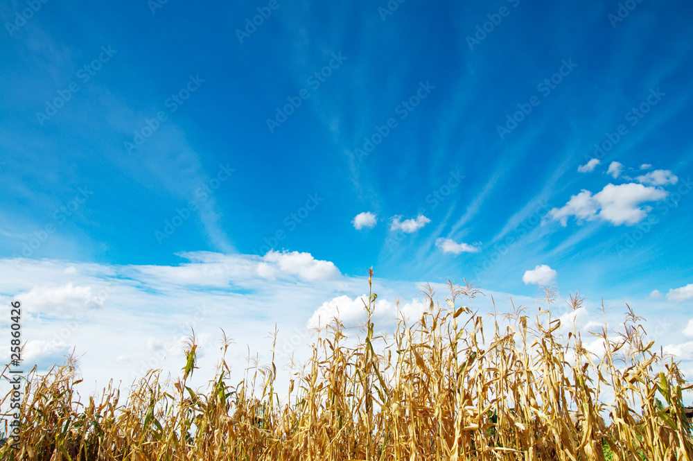 Obraz premium field with maize