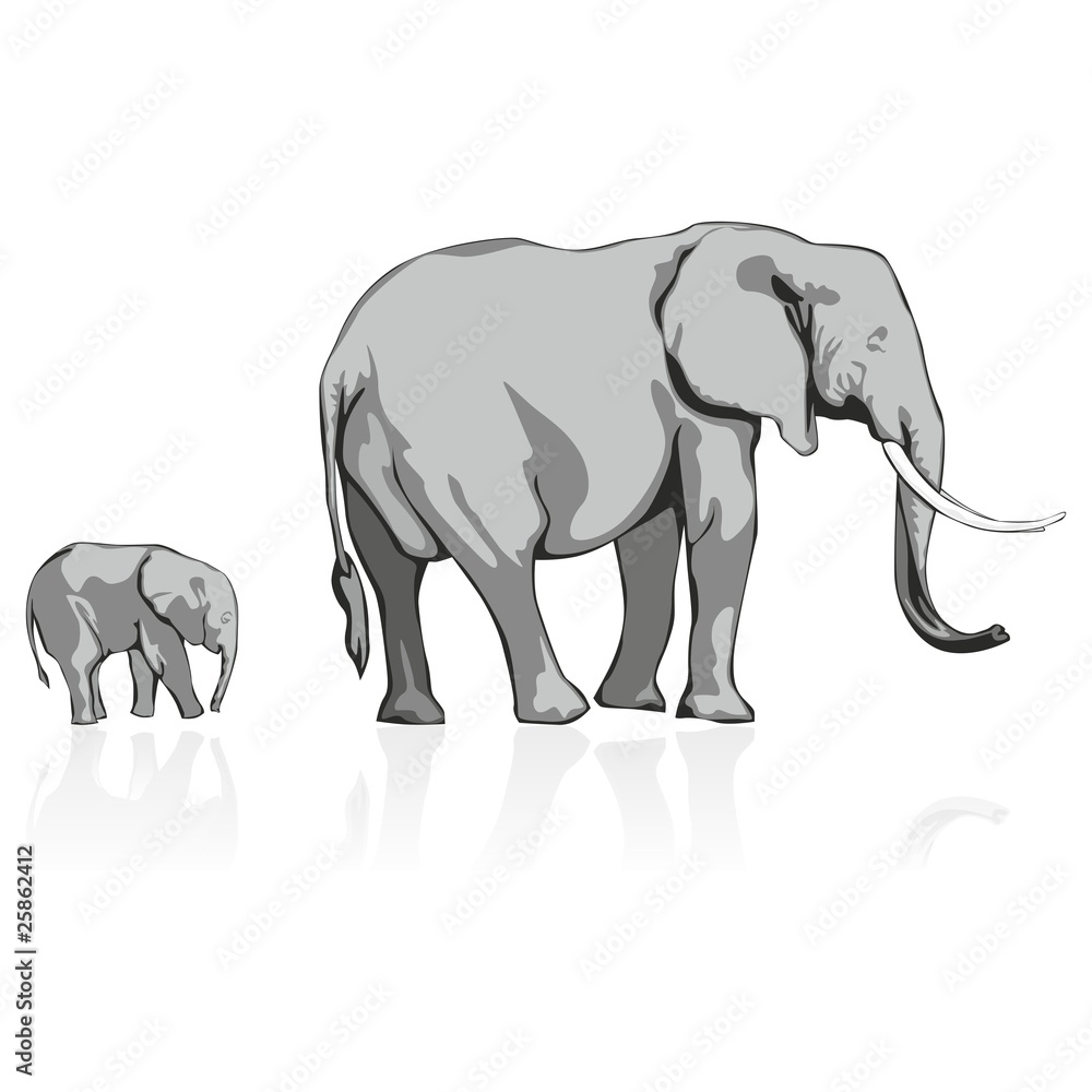 fully editable vector illustration of wild elephants