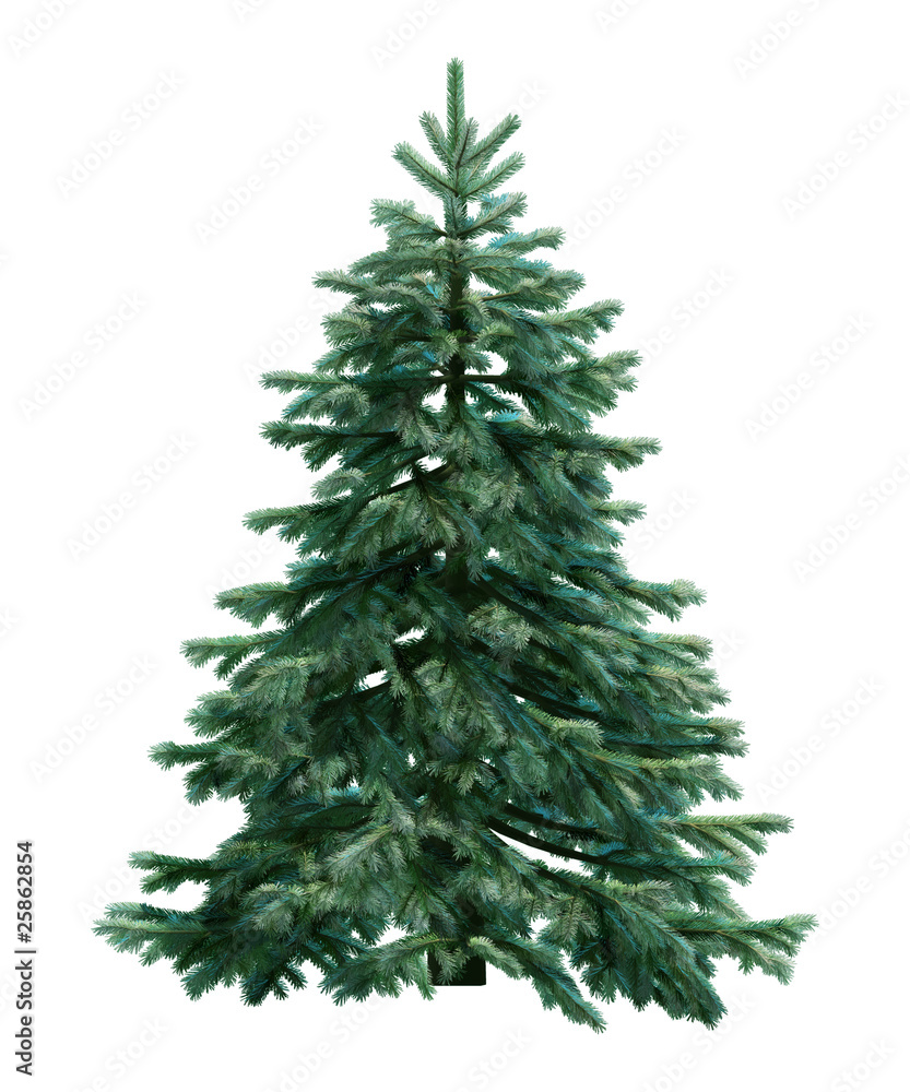 Fototapeta premium Fir-tree isolated on white