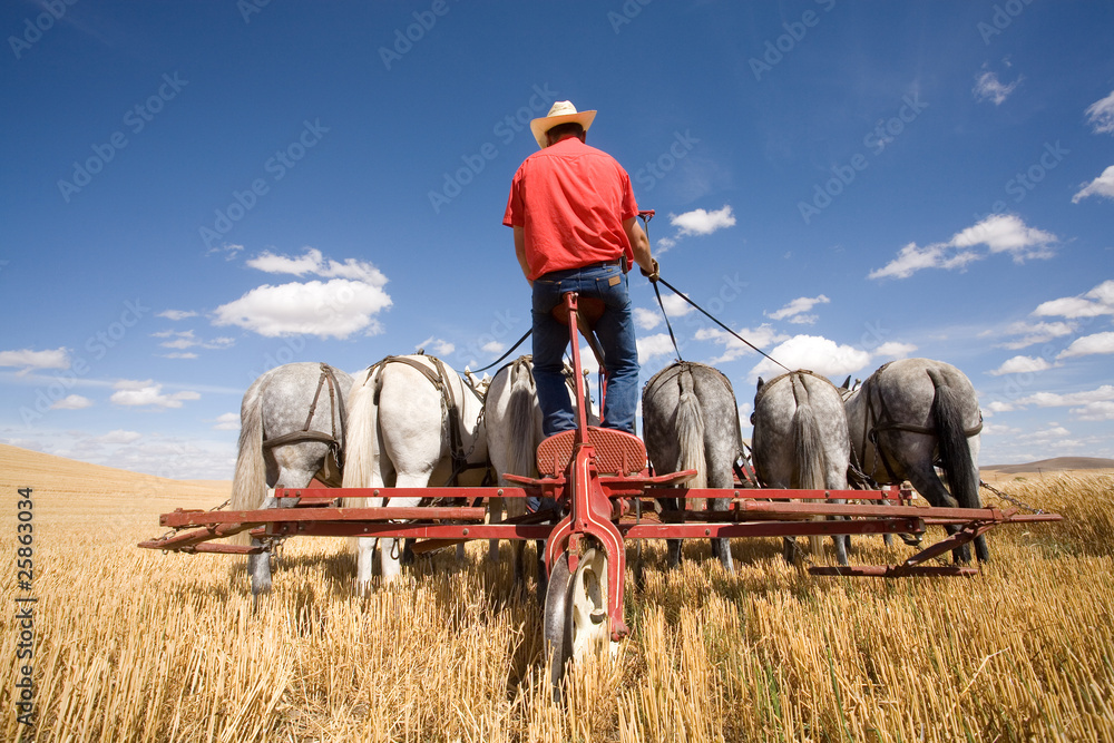 Obraz premium A team of mules being driven in a wheat field.