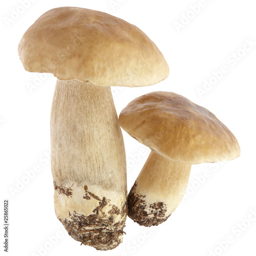 porcini mushroom with clipping path