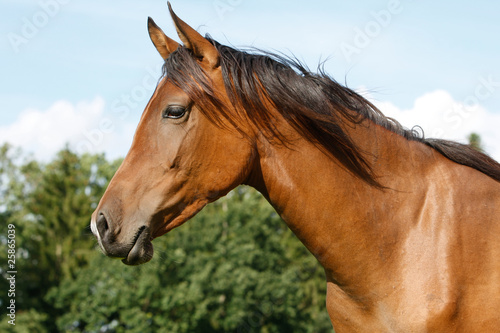 Arabisches Pferd © eddy02