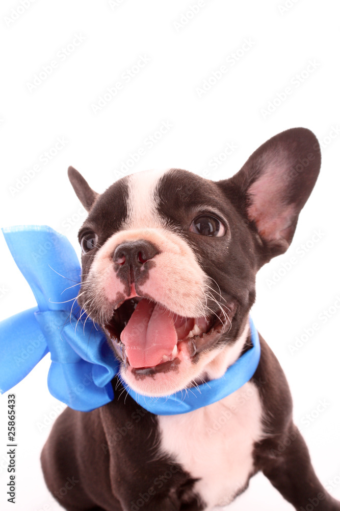 Young bulldog with blue bow isolated on white