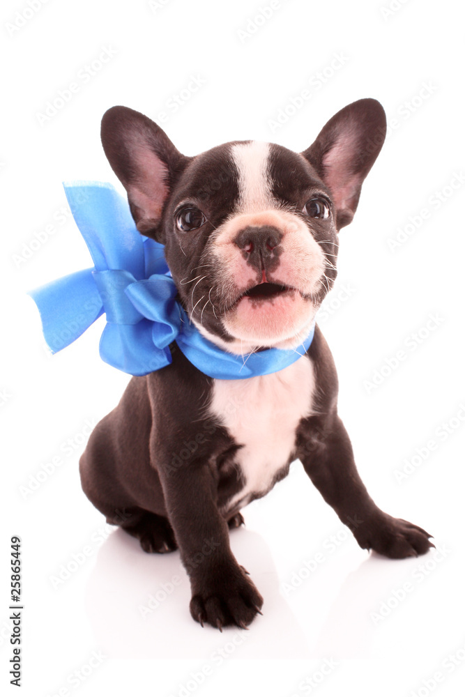 Young bulldog with blue bow isolated on white