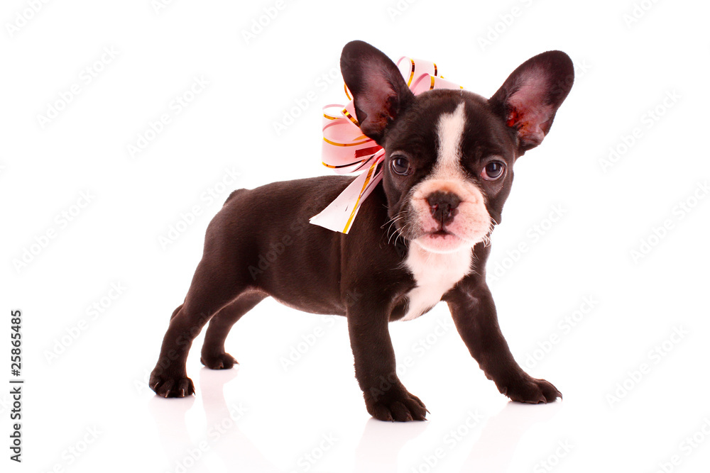 Young bulldog with bow isolated on white
