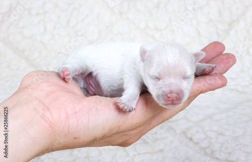 chihuahua puppy in studio