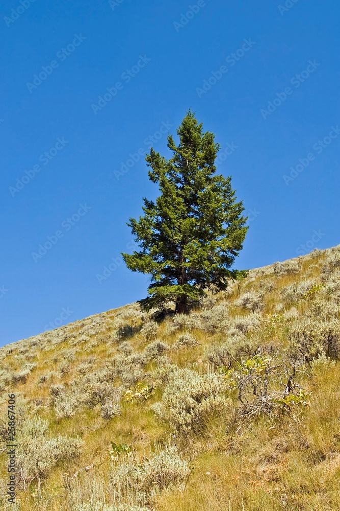 Lone Douglas Fir Lone Douglas Fir